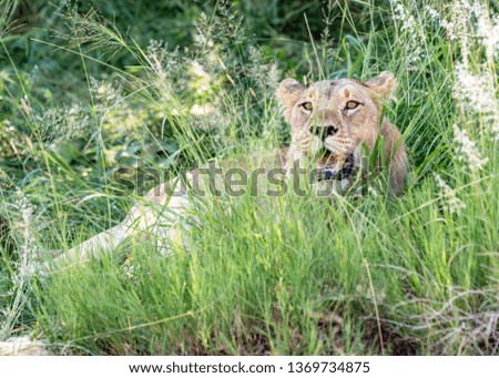 young brown African Lioness sitting in a Masai Mara, Kenya africa.