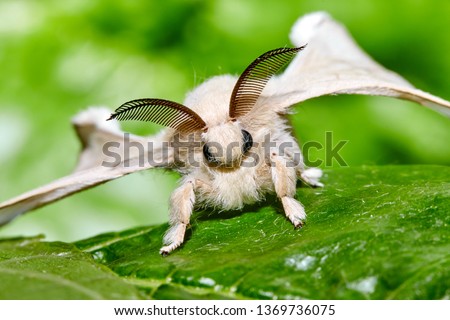 A moth of a silkworm. Bombyx mori. Macro, close up. Larva or caterpillar.  Royalty-Free Stock Photo #1369736075