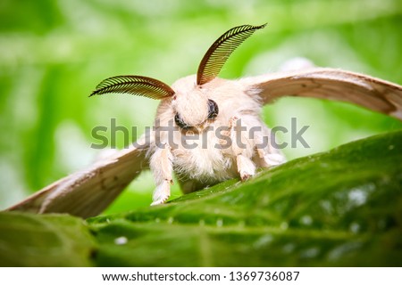 A moth of a silkworm. Bombyx mori. Macro, close up. Larva or caterpillar.  Royalty-Free Stock Photo #1369736087