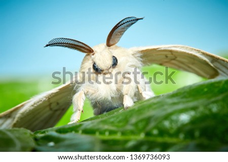 A moth of a silkworm. Bombyx mori. Macro, close up. Larva or caterpillar.  Royalty-Free Stock Photo #1369736093