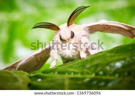 A moth of a silkworm. Bombyx mori. Macro, close up. Larva or caterpillar.  Royalty-Free Stock Photo #1369736096