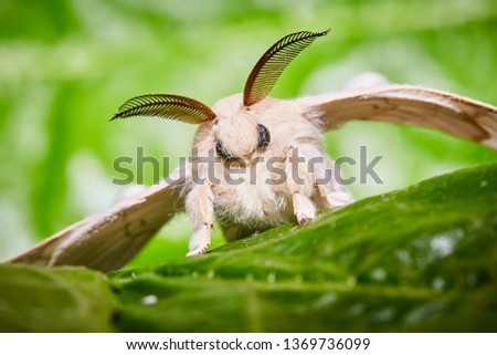 A moth of a silkworm. Bombyx mori. Macro, close up. Larva or caterpillar.  Royalty-Free Stock Photo #1369736099