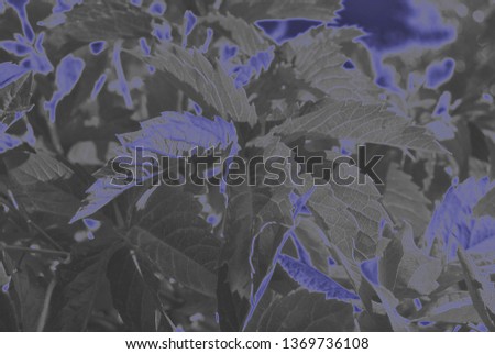 grey and purple leaves abstract background