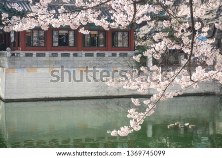 Cherry Blossom at lake park, korea