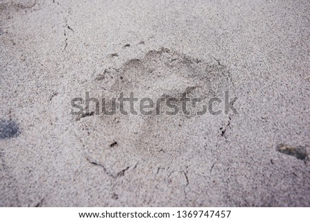 Footprint bear on the sand. Dangerous wild animals