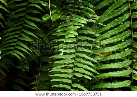 tropical leaf texture, foliage nature green background.