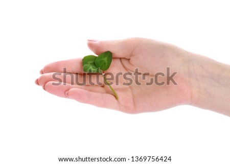 Female hand with fresh green clover on white background