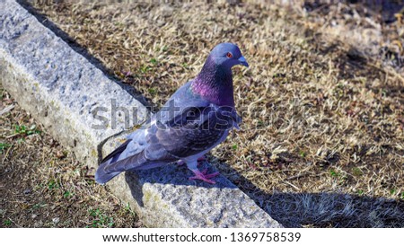 The purple pigeon standing on the ground in the public park. The dove has purple wool and pink legs. The picture of animal life. The bird has red eyes and looking at something.