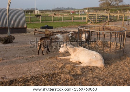 A Swiss Saanen Goat with African Pygmy Goats (Capra aegagrus hircus) in an Enclosure on a Farm in Early Evening Sunlight in Rural Devon, England, UK