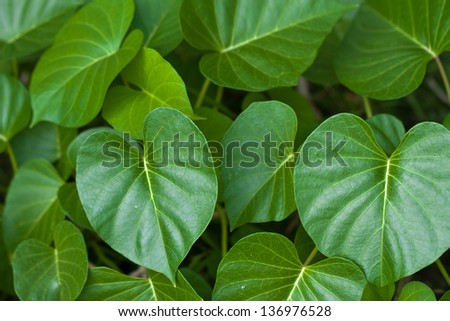 green leafs - texture background