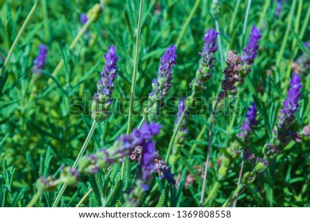 Texture background for design, southern flowers and plants in a city park.