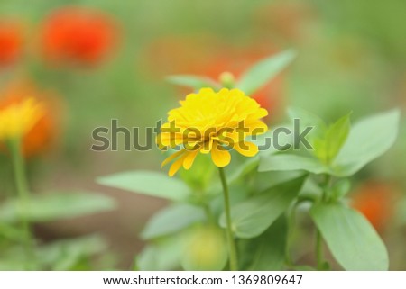 Yellow flowers on the bokeh background