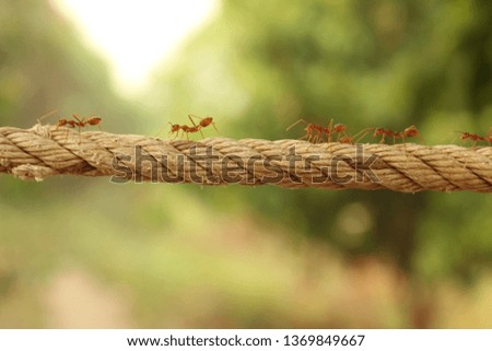 groups of red weaver ants busy in the morning, walking in line over a woven rope in a plantation farm in Northern Thailand, Southeast Asia