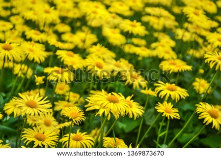 yellow daisy flowers field background