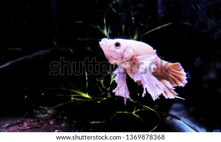 Light Pink Siamese fighting fish in water tank with water plant in background
