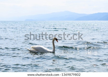 Beautiful picture with the mute swan in the lake.