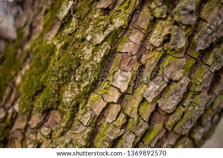 Closeup view of texture of mossy bark of old tree trunk growing outside in forest. Horizontal color photography.