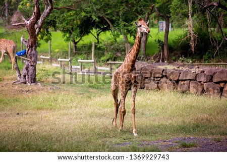 People enjoying giraffes in wild animal safari park on Mauritius