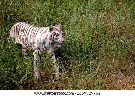 Tiger female is resting in the shadow/wild animal in the nature habitat