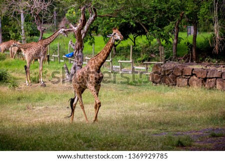 People enjoying giraffes in wild animal safari park on Mauritius
