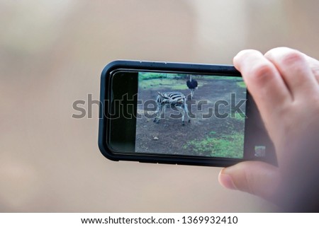 Man, taking pitcure with phone of herd of zebras and ostrich in the wild in parkon Mauritius