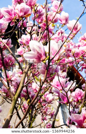 Macro of a saucer magnolia - Magnolia soulangeana