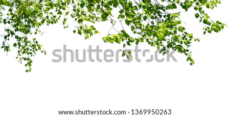 Birch twigs with the young green leaves hang down isolated on white. Natural birch background located on top of the picture. Royalty-Free Stock Photo #1369950263