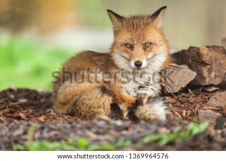 Red fox in the forest