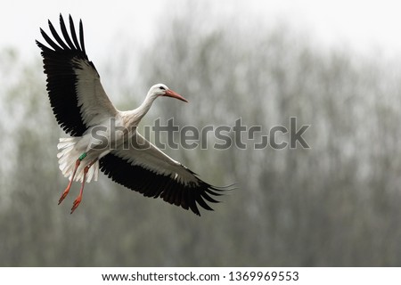 White stork in the rain Royalty-Free Stock Photo #1369969553