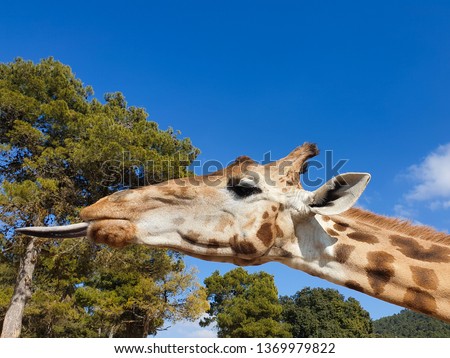 Portrait of giraffe. He sticked out his tongue. 