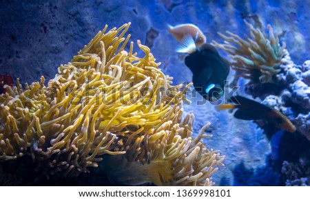 Yellow sea anemone anchored to an artificial rocky reef in an aquarium. A few exotic fishes swimming nearby (defocussed in background).
