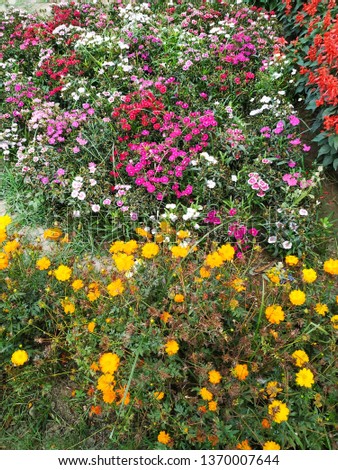 Beautiful Flowers In The  Garden