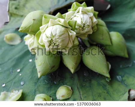 White flowers, green or white lotus on lotus leaf, on a green background