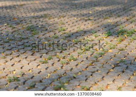 Sunlight on concrete block or cement brick with grass growing and shade of tree and falling leaves in the morning, selective focus