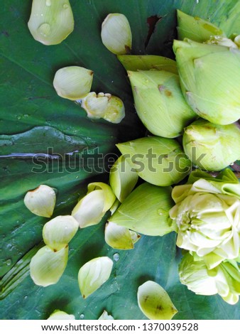 White flowers, green or white lotus on lotus leaf, on a green background