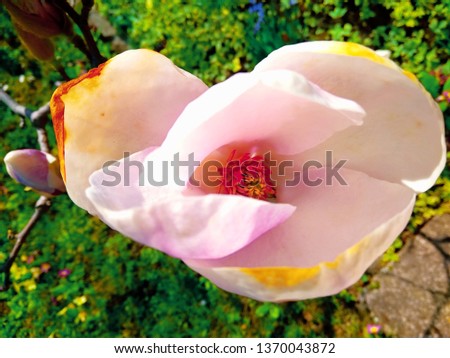 Spring beautiful pink flower magnolia in garden