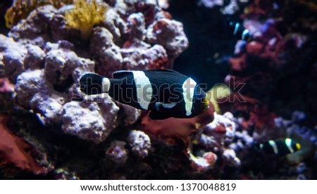 A Black Ocellaris Clownfish casually swims pass the front of an aquarium. The aquarium is of a tropical environment to maintain its exotic occupants.