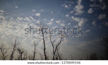 Tree View at morning time in forest or dry tree view