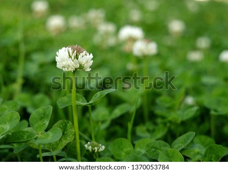 Flowering white clover, selective focus and background of soft focus clover leaves.