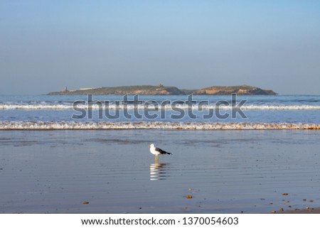 View of Mogador Island from a Beach in Essaouira Morocco with a Seagull Royalty-Free Stock Photo #1370054603