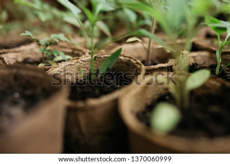 Cucumber plant in seedling peat pot on a rustic wooden table. Growing seedlings in peat pots. Plants seeding in sunlight in modern botany greenhouse, horticulture and cultivation of ornamental plans