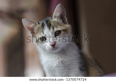 Cute Kitten Photo