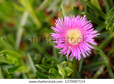 Pink flower with yellow center, blurred light green succulent like leaves in background (Delosperma). 	


