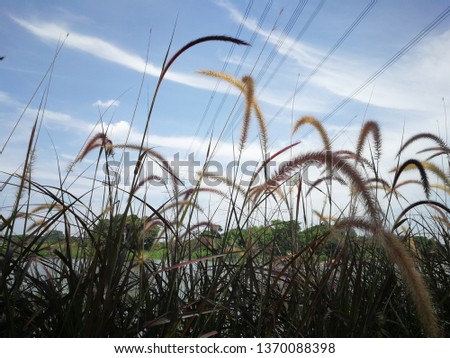 Scenic cogon grass against blue sky in the background