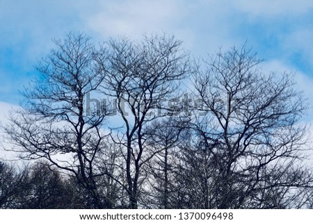 Black and White Silhouette of tree branches. Natural Pine trees in the valley, leafless during winter.