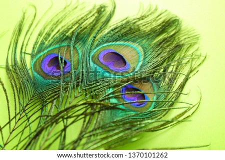 Bright peacock feathers on color background