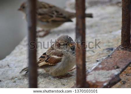 bird closeup sparrow