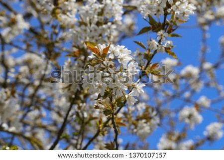Flowering trees in the gardens in spring time