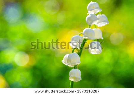 Beautiful blooming lilies of the valley on a bright spring background. Beautiful meadow. Summer background