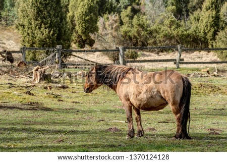 Duelmener horse in the Lüneburg Heath reservation. The Duelmener horses have been living in the Lueneburg Heath for 10 years and are kept outdoors all year round.
